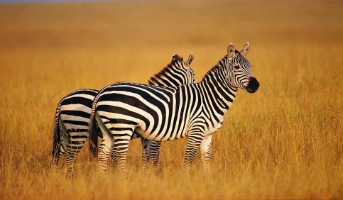 zebra animal savannah