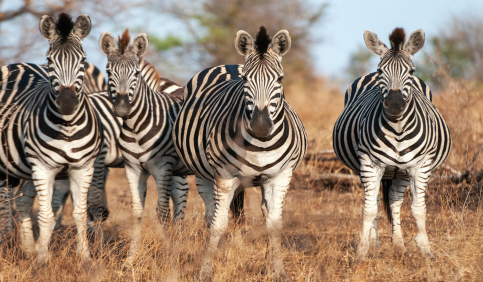 zebra herd standing savanna wildlife african grassland photography