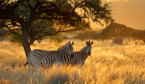 zebras golden sunset savanna african wildlife nature photography